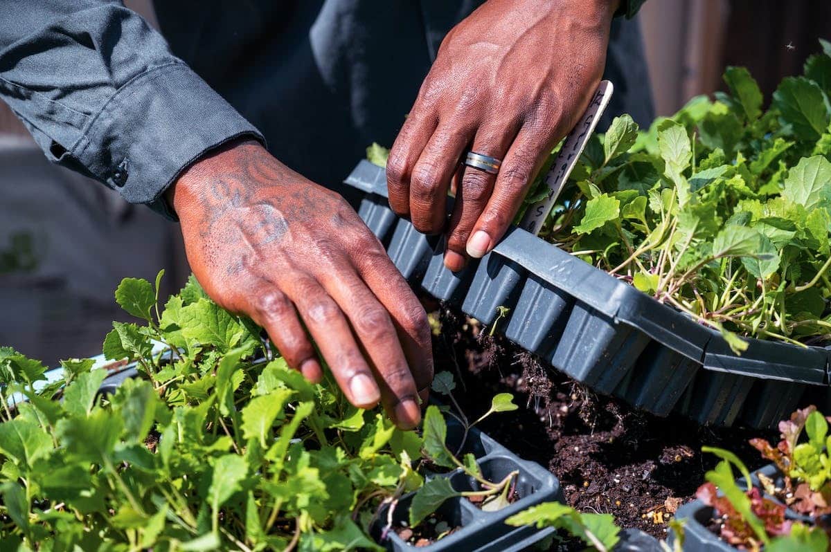 potager  réduit