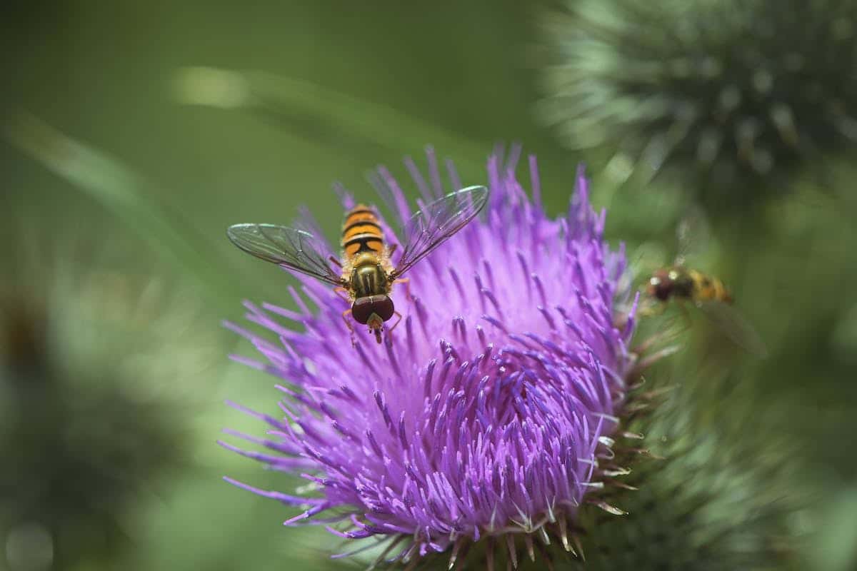 insectes jardin