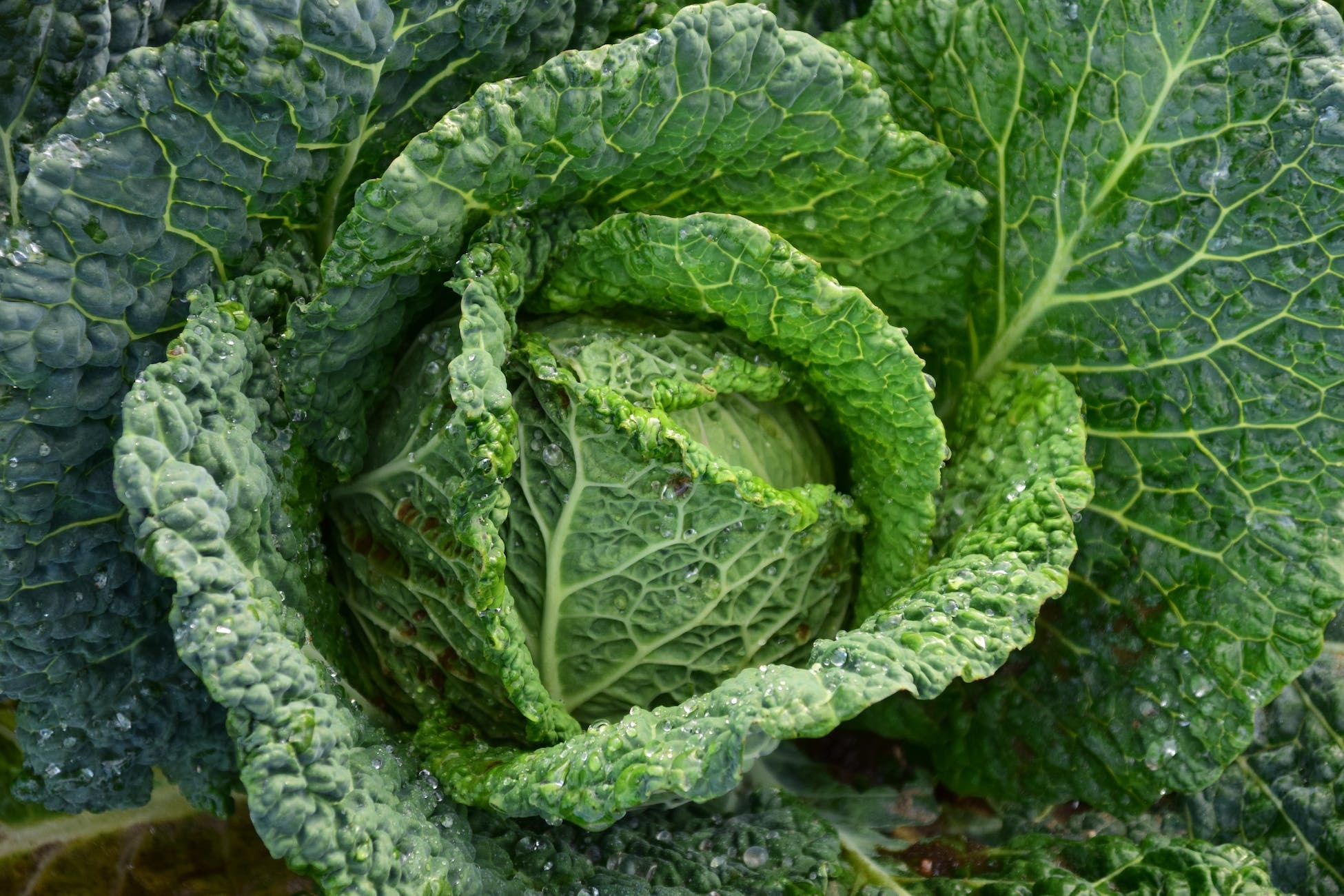 potager sain