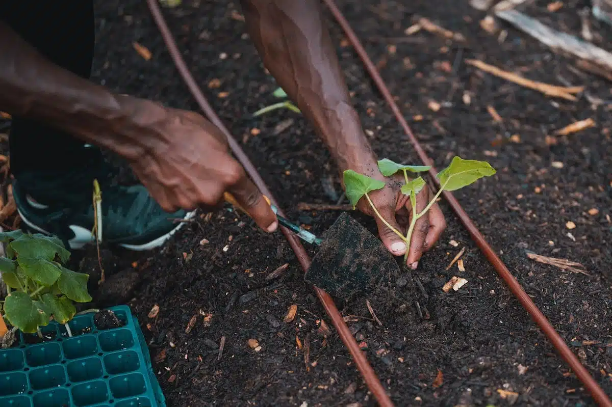 jardinage  compost