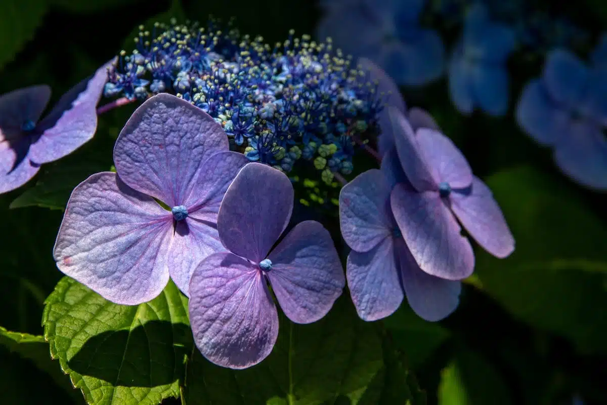 plantes  floraison