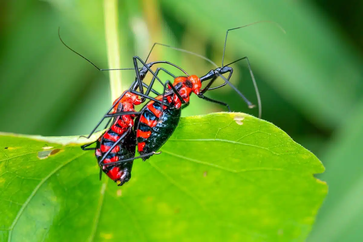 plantes  insectes