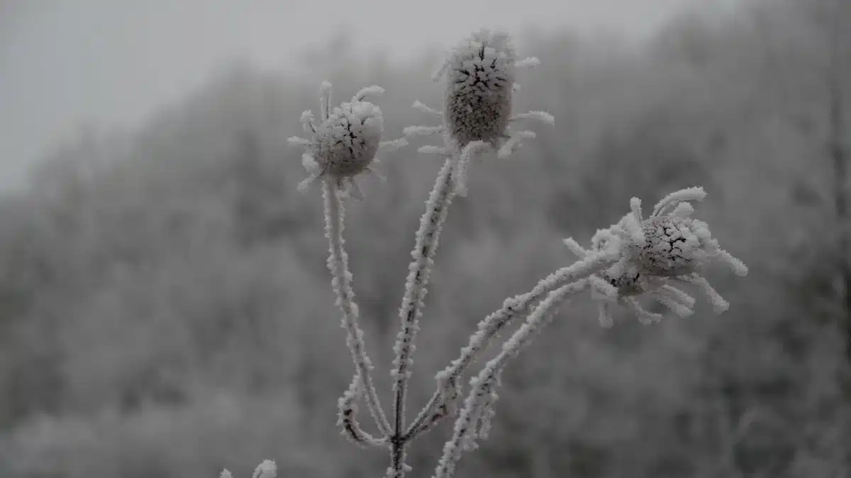 fleurs hiver
