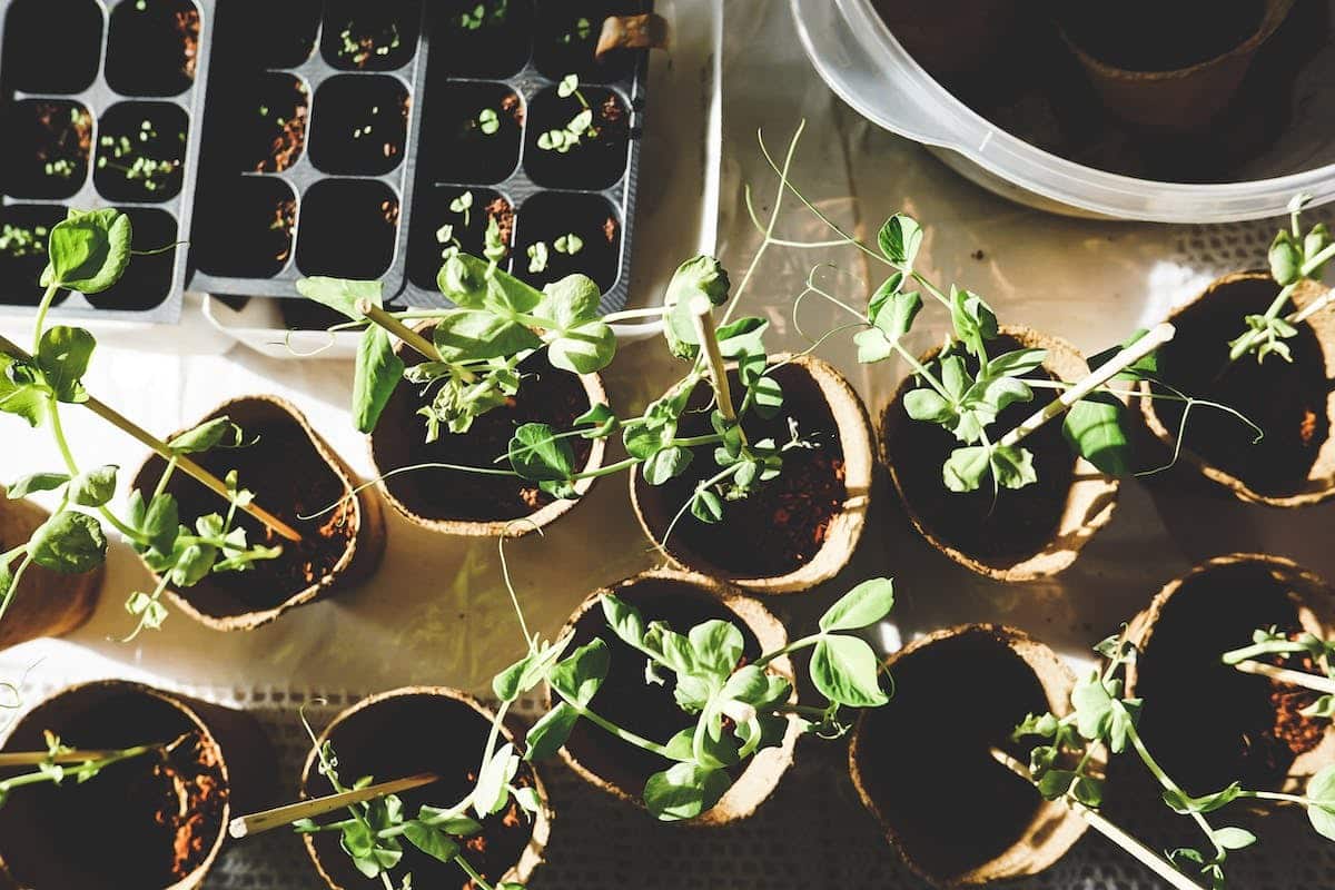 potager  semis