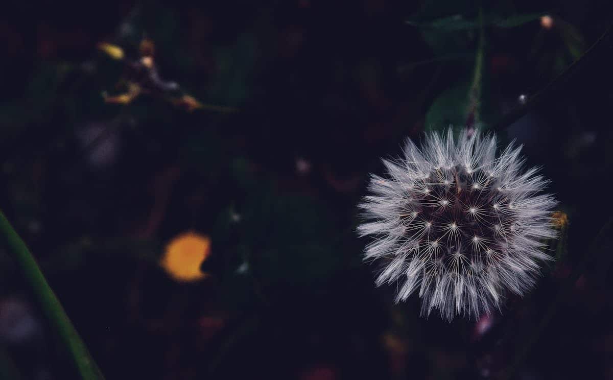 nocturne  fleurs