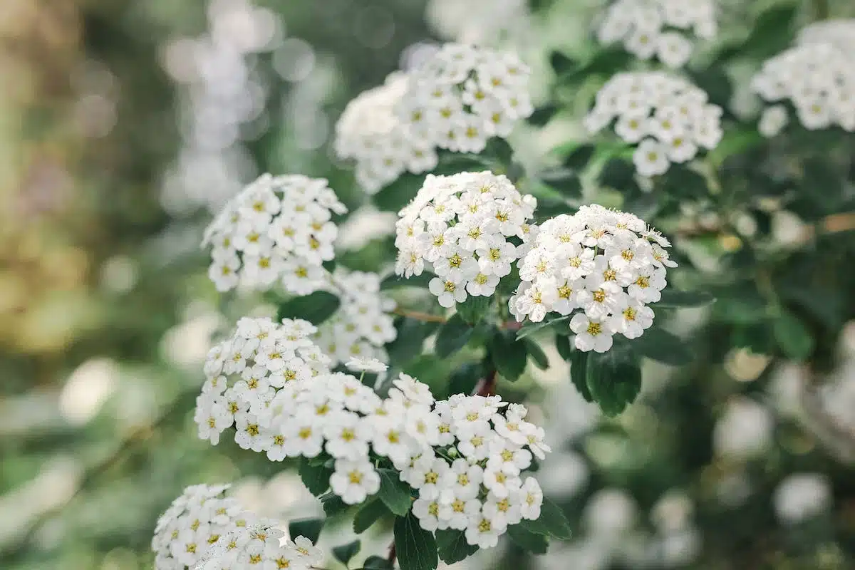 fleurs parfumées