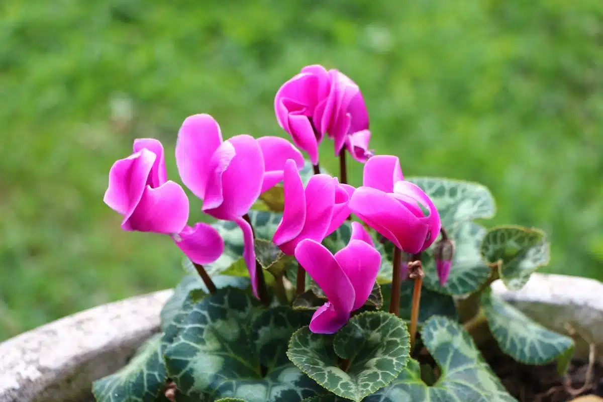 cyclamen sauvage