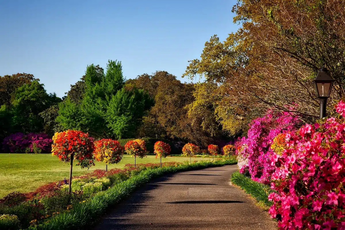 jardin fleurs