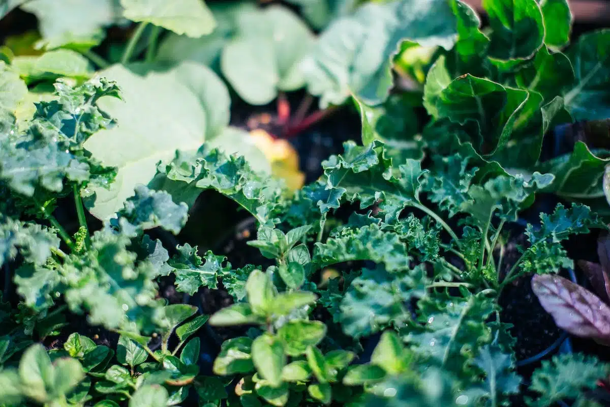 jardinage écologique