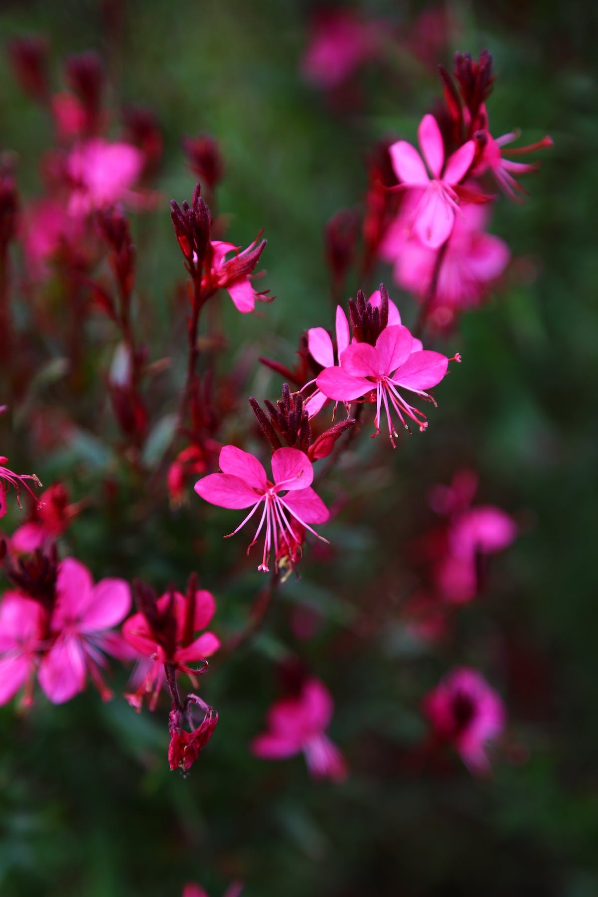 gaura lindheimeri