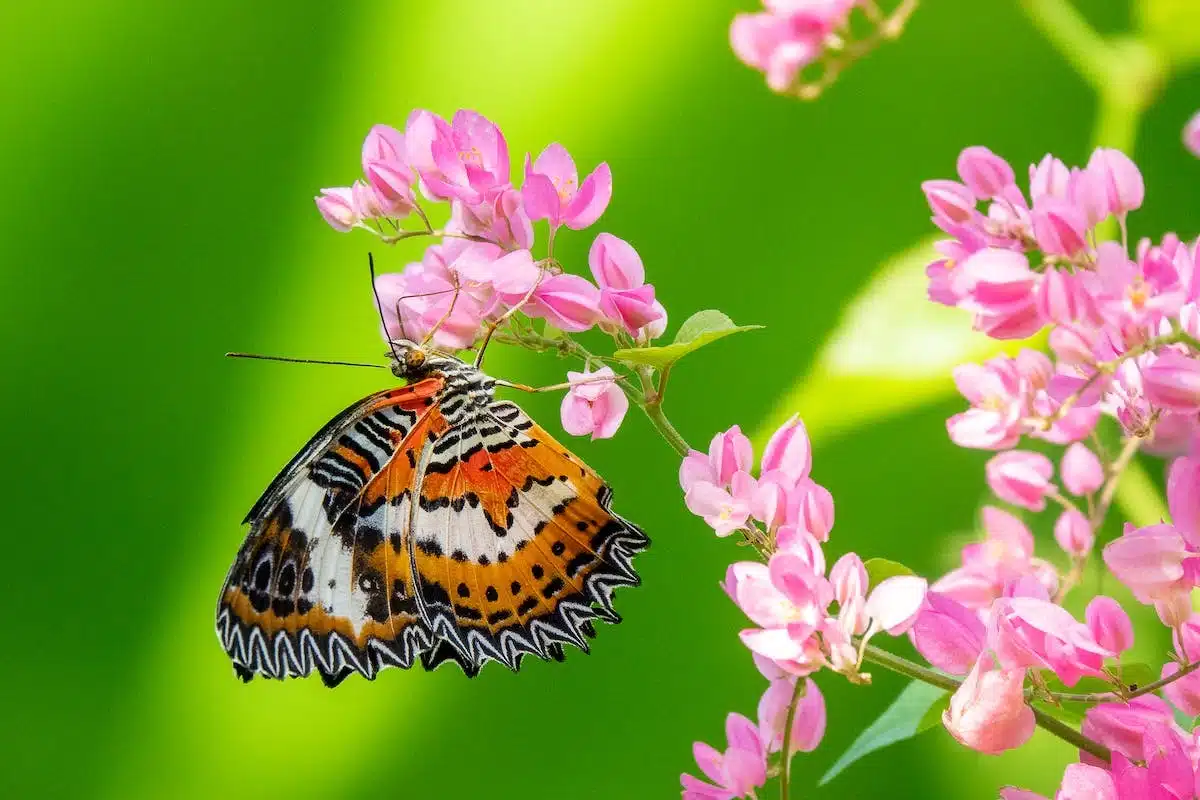 papillons  fleurs