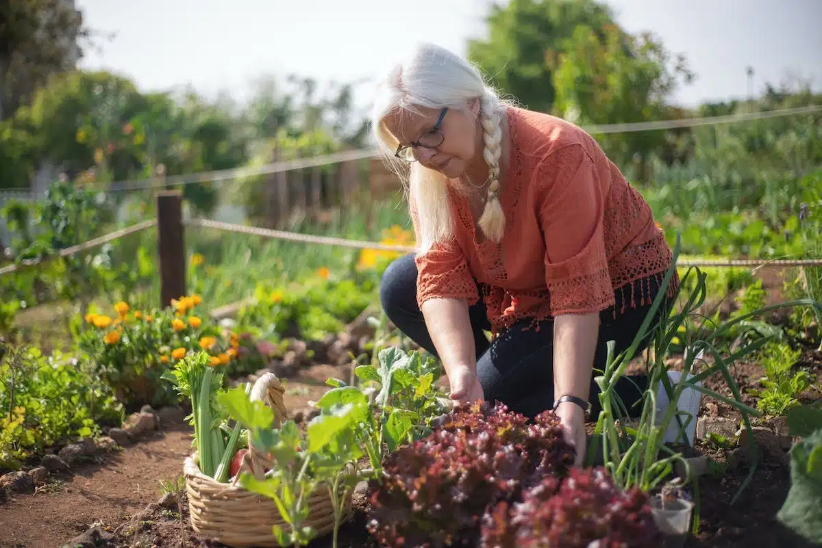 potager  florissant