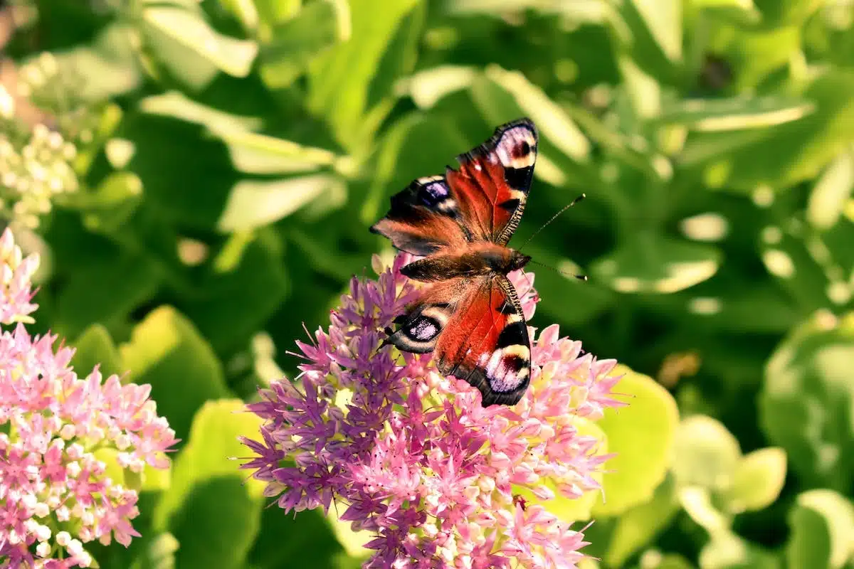 jardin pollinisateurs