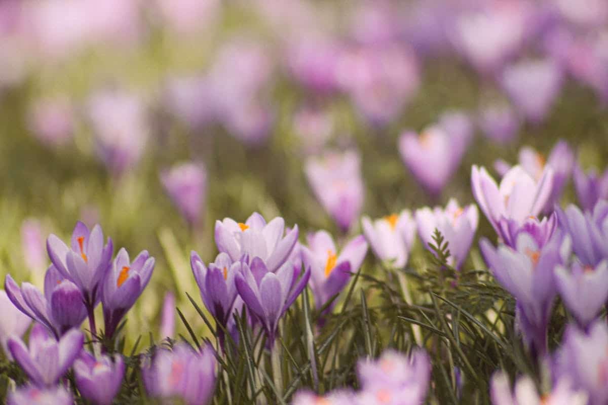 plantes à fleurs