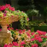 Jardin fleuri
