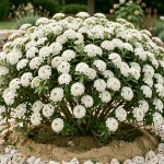 Arbuste à fleurs blanches en pleine floraison printanière planté dans un sol calcaire avec gravier calcaire au pied