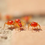 Petites bestioles rouges en gros plan sur carrelage extérieur beige, acariens du trèfle visibles avec détails biologiques précis