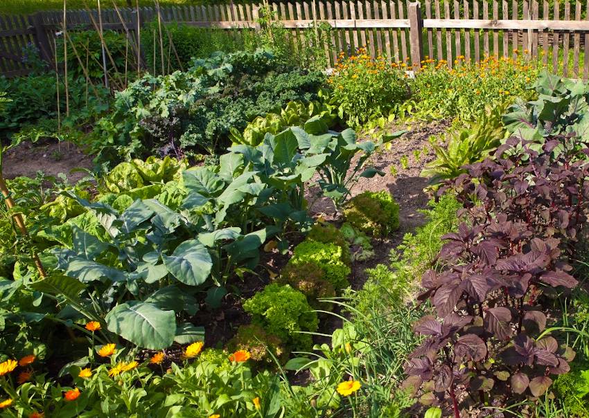 Comment faire un jardin potager bio ?