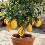 Citronnier en pot avec feuilles jaunes et vertes révélant un stress racinaire sur une terrasse en pierre méditerranéenne