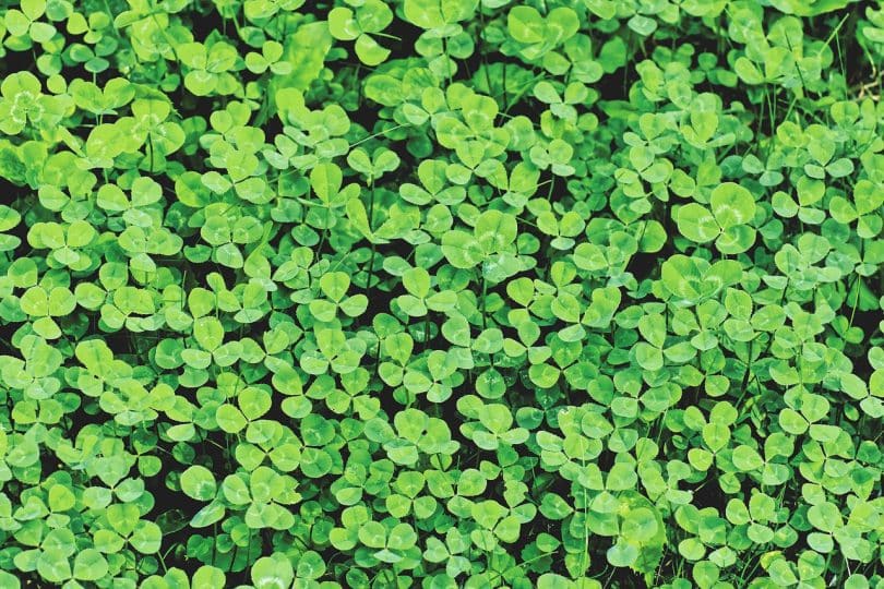 Comment se débarrasser du trèfle dans le gazon ? L