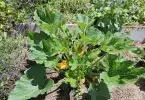 plants de courgette