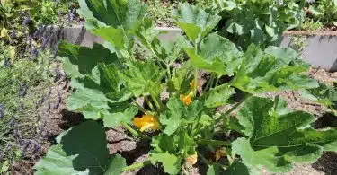 plants de courgette