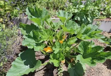 plants de courgette