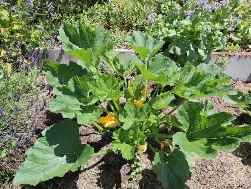 plants de courgette