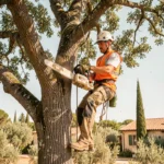 Élagueur professionnel sécurisé dans un chêne avec harnais et tronçonneuse dans un jardin provençal du Var