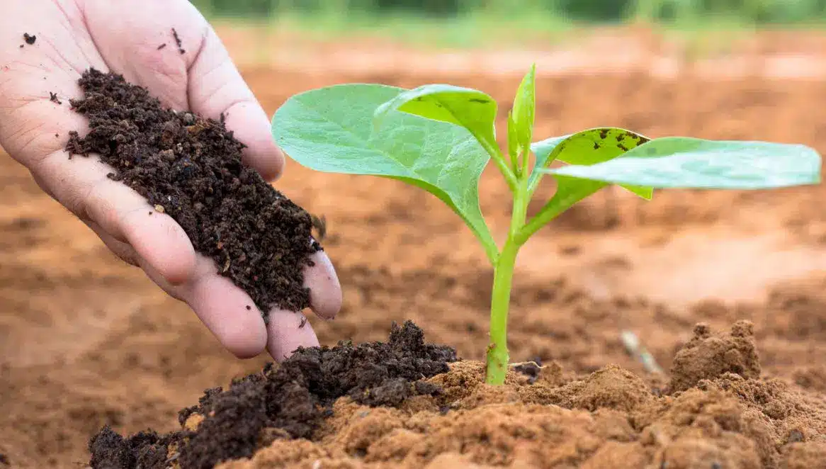 Comment fertiliser un sol pauvre ?