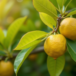 Feuilles de citronnier jaunies en gros plan