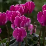 a group of pink flowers with green leaves