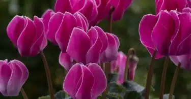 a group of pink flowers with green leaves