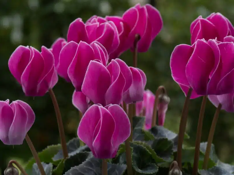 a group of pink flowers with green leaves