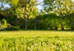 signes de stress du gazon