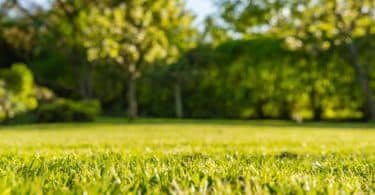 signes de stress du gazon