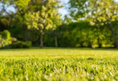 signes de stress du gazon