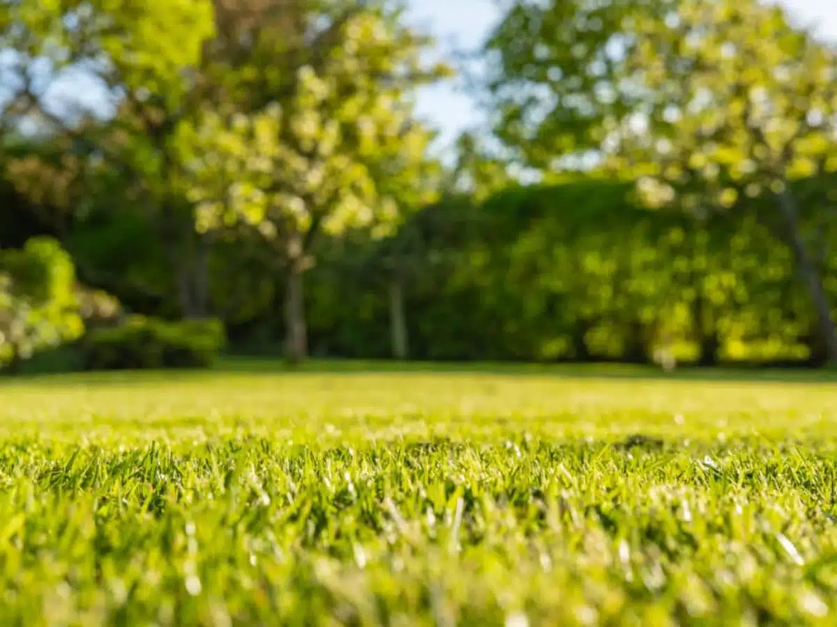 signes de stress du gazon