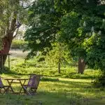 brown wooden bench under green tree during daytime