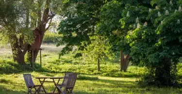 brown wooden bench under green tree during daytime