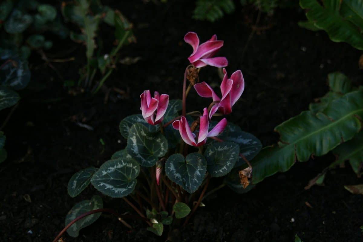 a plant with pink flowers and green leaves