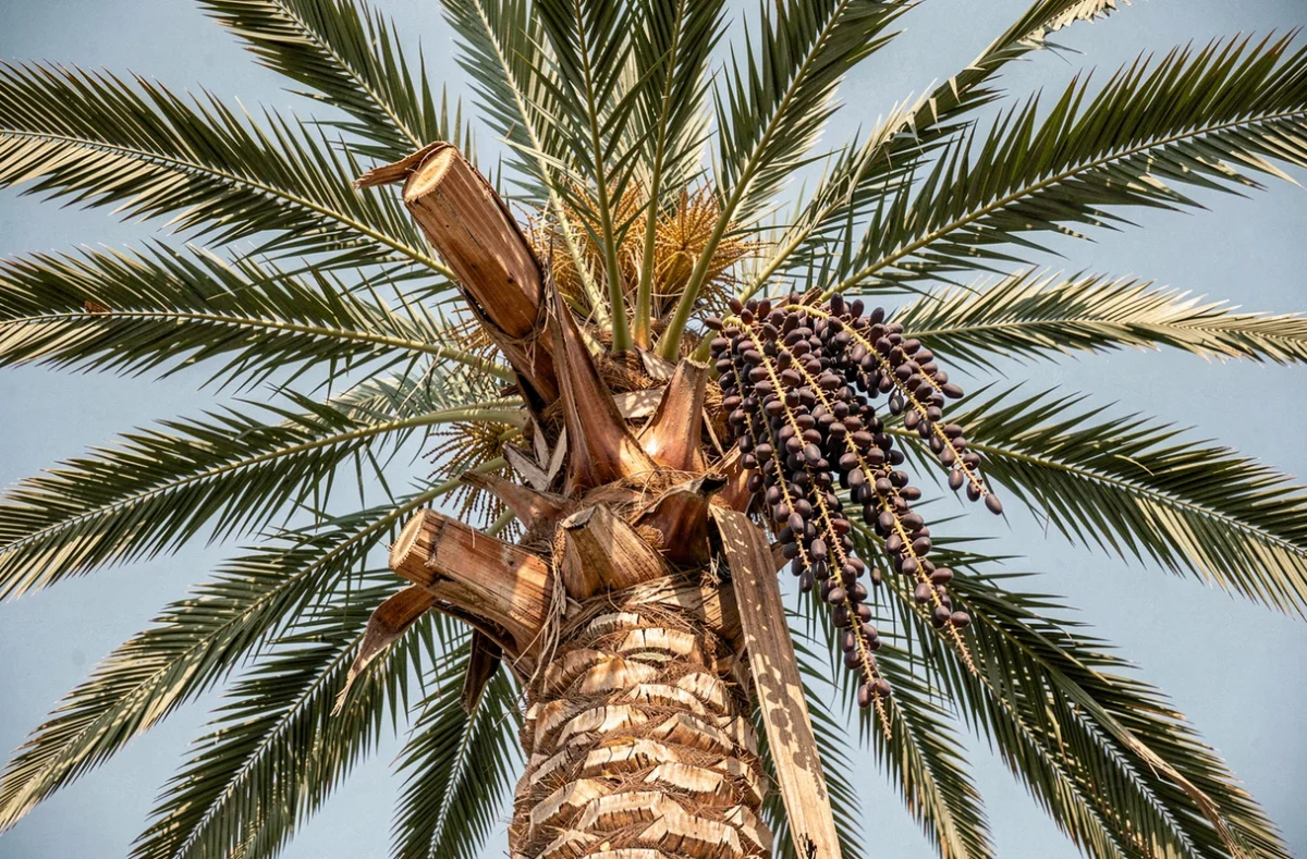 Vue en contre-plongée d'un palmier Washingtonia avec fleurs et graines en cours de formation