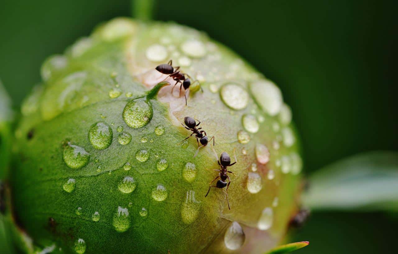 Comment les fourmis boivent ?