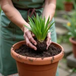 Femme plantant un agapanthe dans un grand pot en terre cuite sur une terrasse en pierre