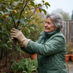 Jardinière protégeant un bougainvillier avec de la toile de jute en automne pour le protéger du gel